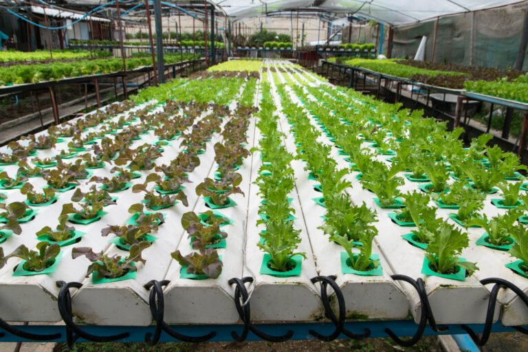 cultivation hydroponics green vegetable in farm