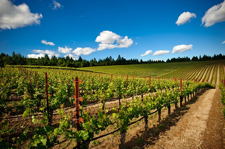 Vineyard_BBS_1515_768px