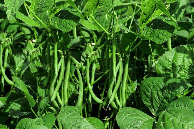 growing-low-maintenance-vegetables-1403182-01-9aeb4b19e2f44dc78620facbbe2274c3