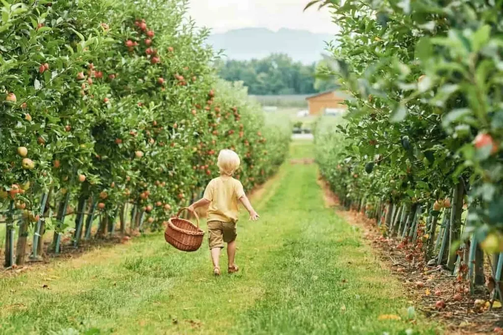 Boy-in-Apple-Orchard-SS-2038194740-1024x682.jpg
